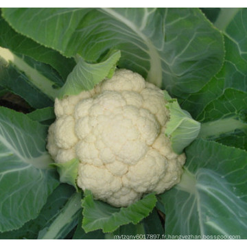 HCF12 TI maturité précoce f1 hybride graines de chou-fleur blanc pour la plantation